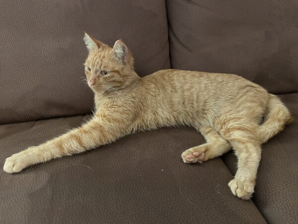 SIMBA (ca. 2023/2024), Kater – Bild 7