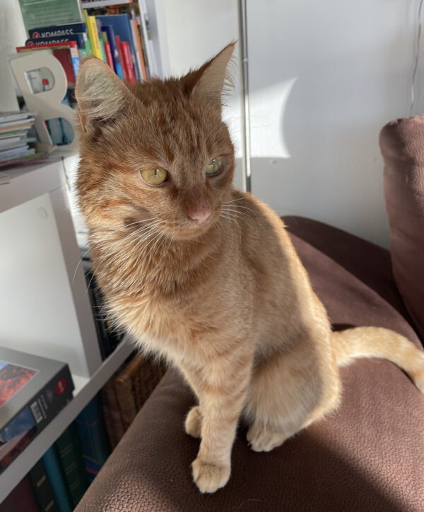 SIMBA (ca. 2023/2024), Kater – Bild 9