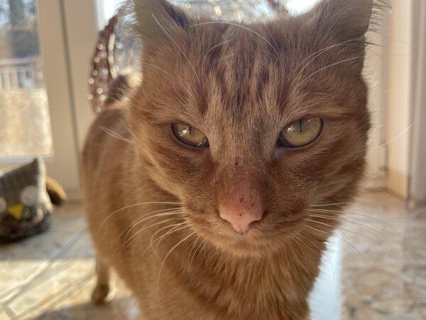 SIMBA (ca. 2023/2024), Kater – Bild 8