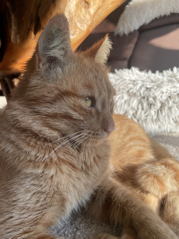 SIMBA (ca. 2023/2024), Kater – Bild 6