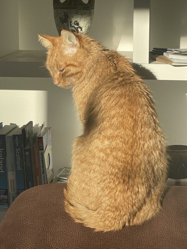 SIMBA (ca. 2023/2024), Kater – Bild 5