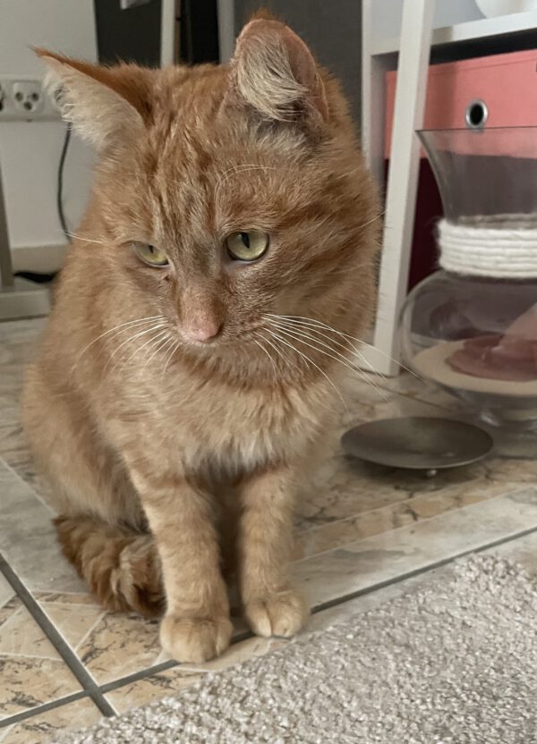 SIMBA (ca. 2023/2024), Kater – Bild 2