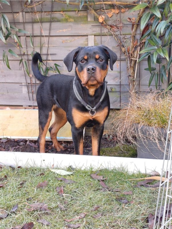 Rottweiler-Hündin LOTTE, 4/2024