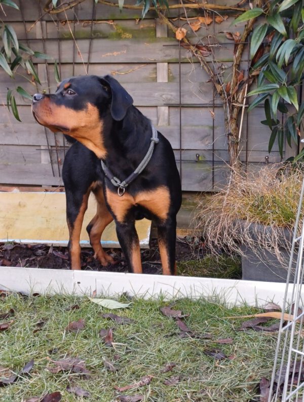 Rottweiler-Hündin LOTTE, 4/2024 – Bild 2