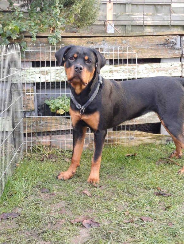 Rottweiler-Hündin LOTTE, 4/2024 – Bild 3